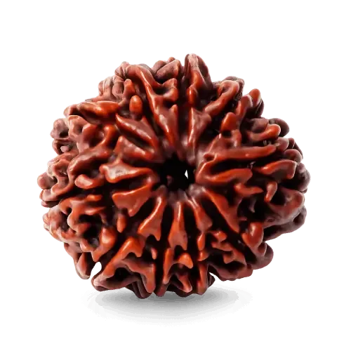 10_mukhi_rudraksha
