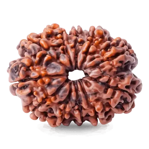 11_mukhi_rudraksha