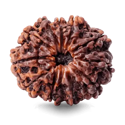 12_mukhi_rudraksha