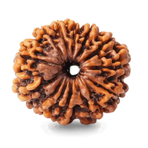13_mukhi_rudraksha