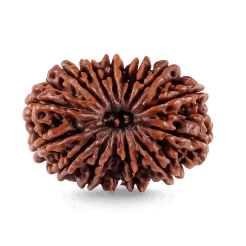 14_mukhi_rudraksha