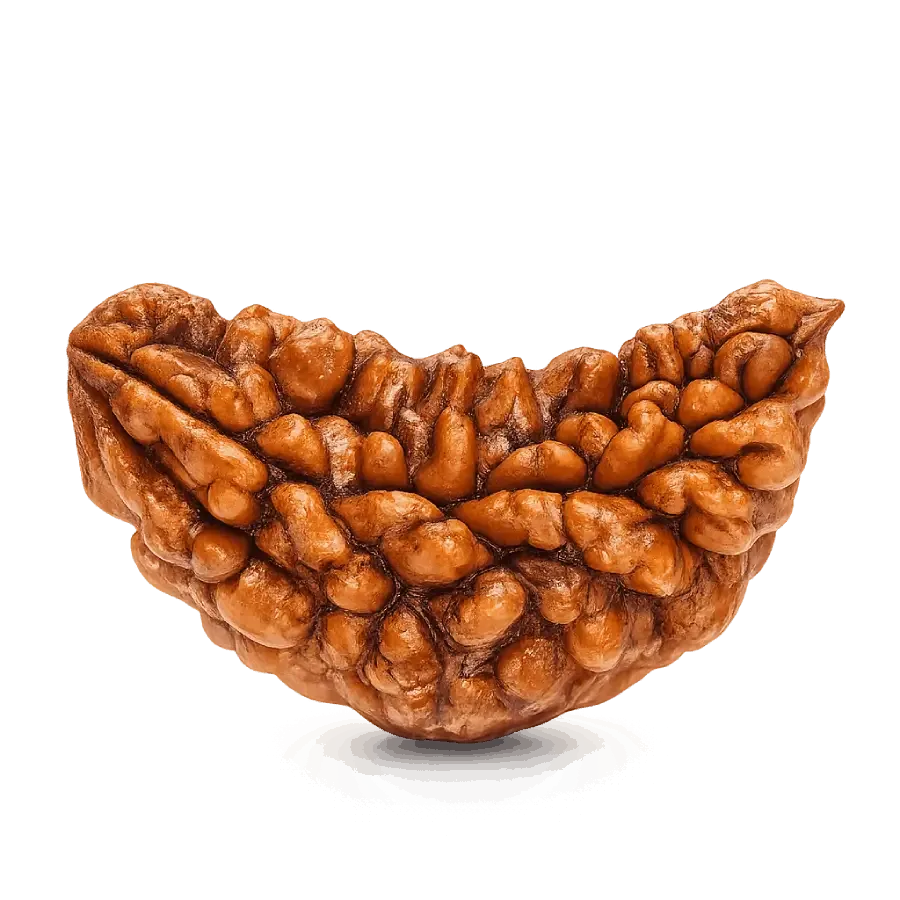 1_mukhi_ rudraksha