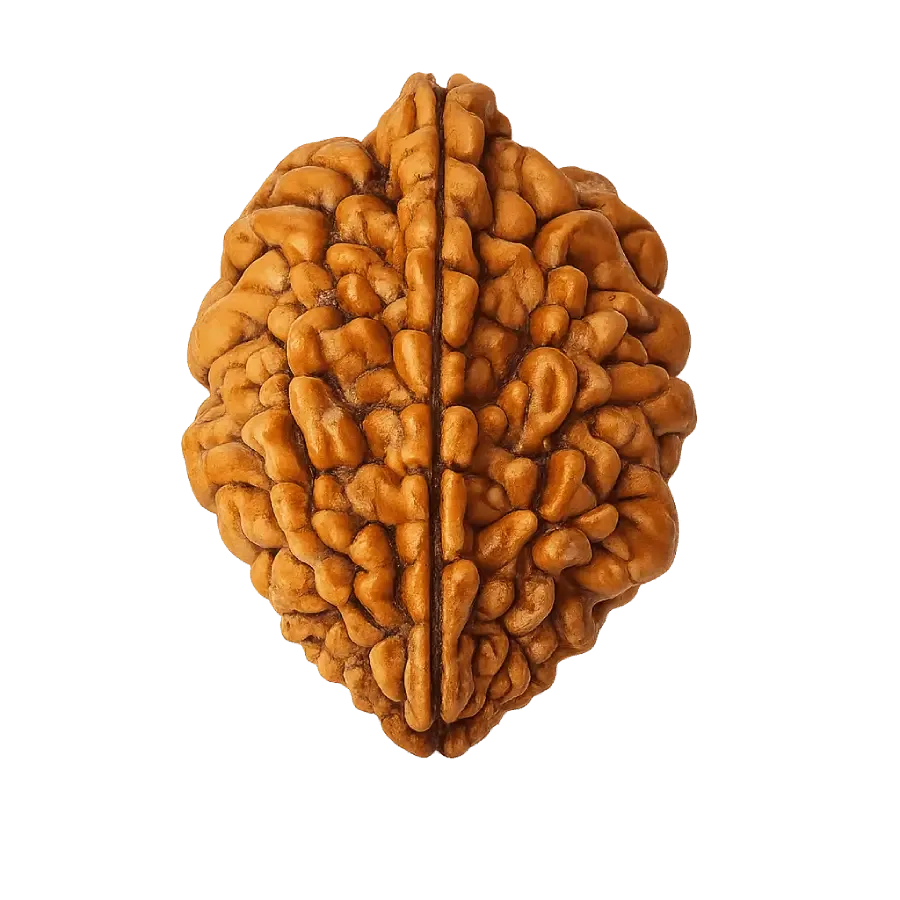 2_mukhi_ rudraksha