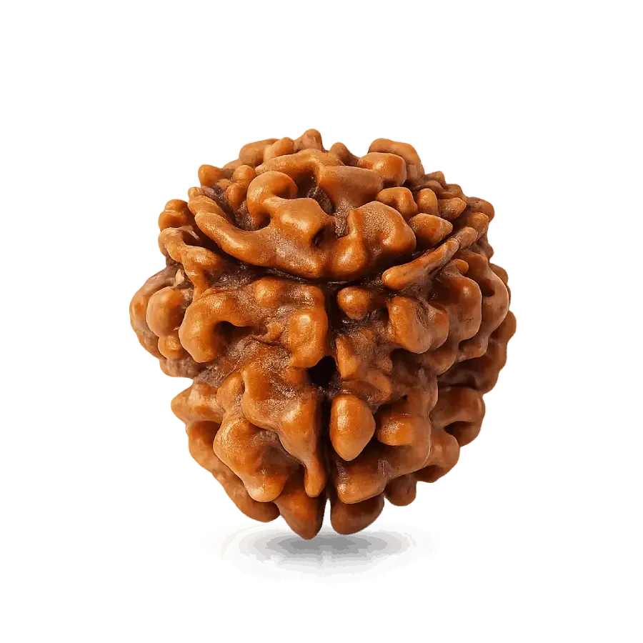 3_mukhi_ rudraksha