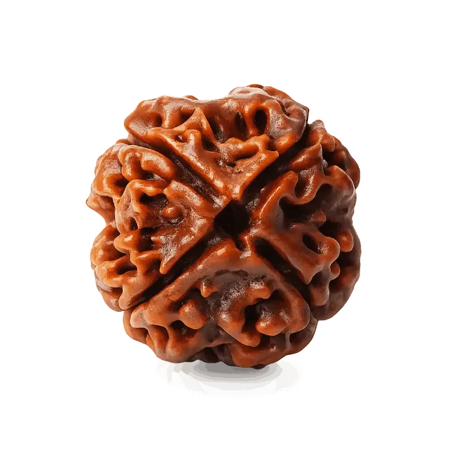 4_mukhi_ rudraksha