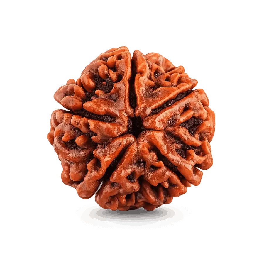 5_mukhi_ rudraksha