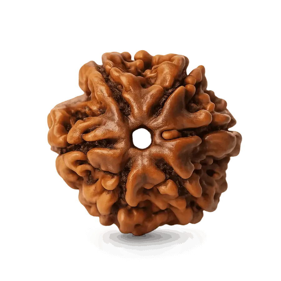 6_mukhi_ rudraksha