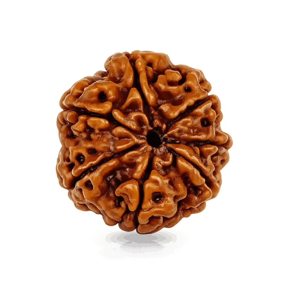 7_mukhi_ rudraksha