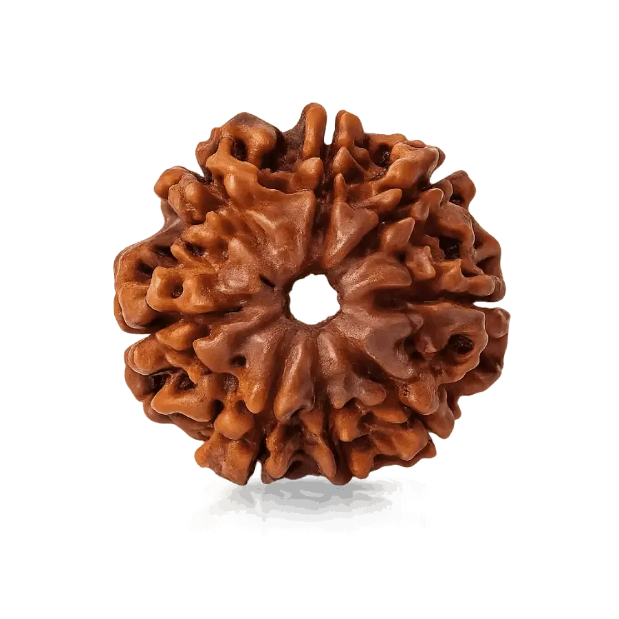 8_mukhi_ rudraksha