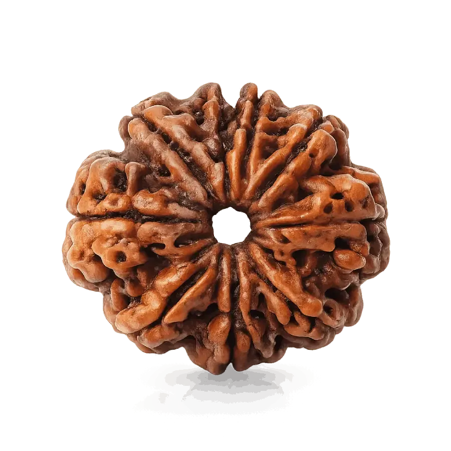 9_mukhi_ rudraksha