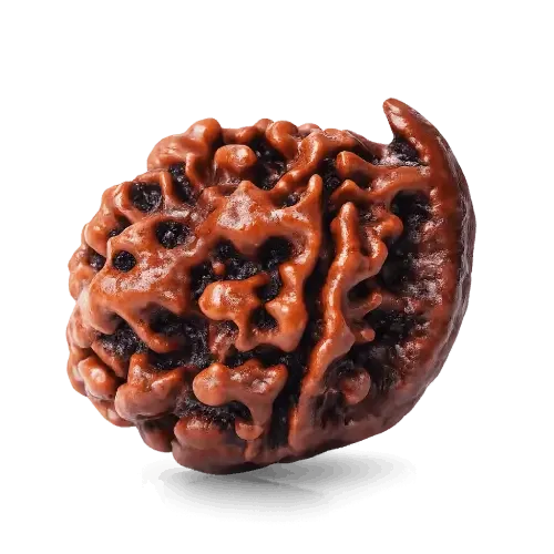 ganesh_mukhi_rudraksha