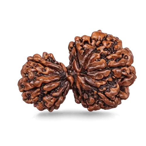 garbh_gauri_rudraksha
