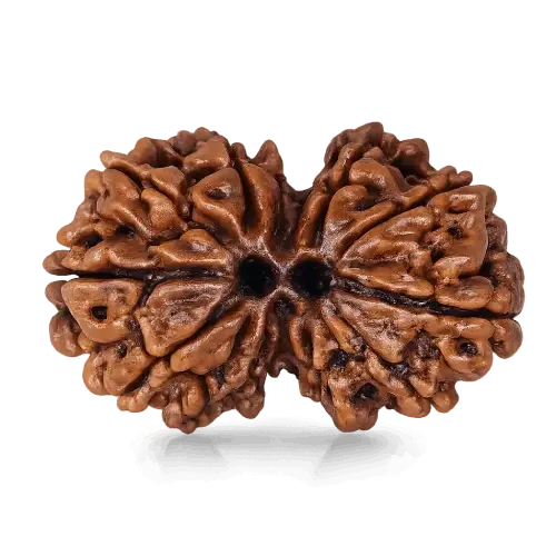 gauri_shankar_rudraksha
